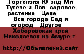 Гортензия Ю энд Ми Тугеве и Лав, садовое растение › Цена ­ 550 - Все города Сад и огород » Другое   . Хабаровский край,Николаевск-на-Амуре г.